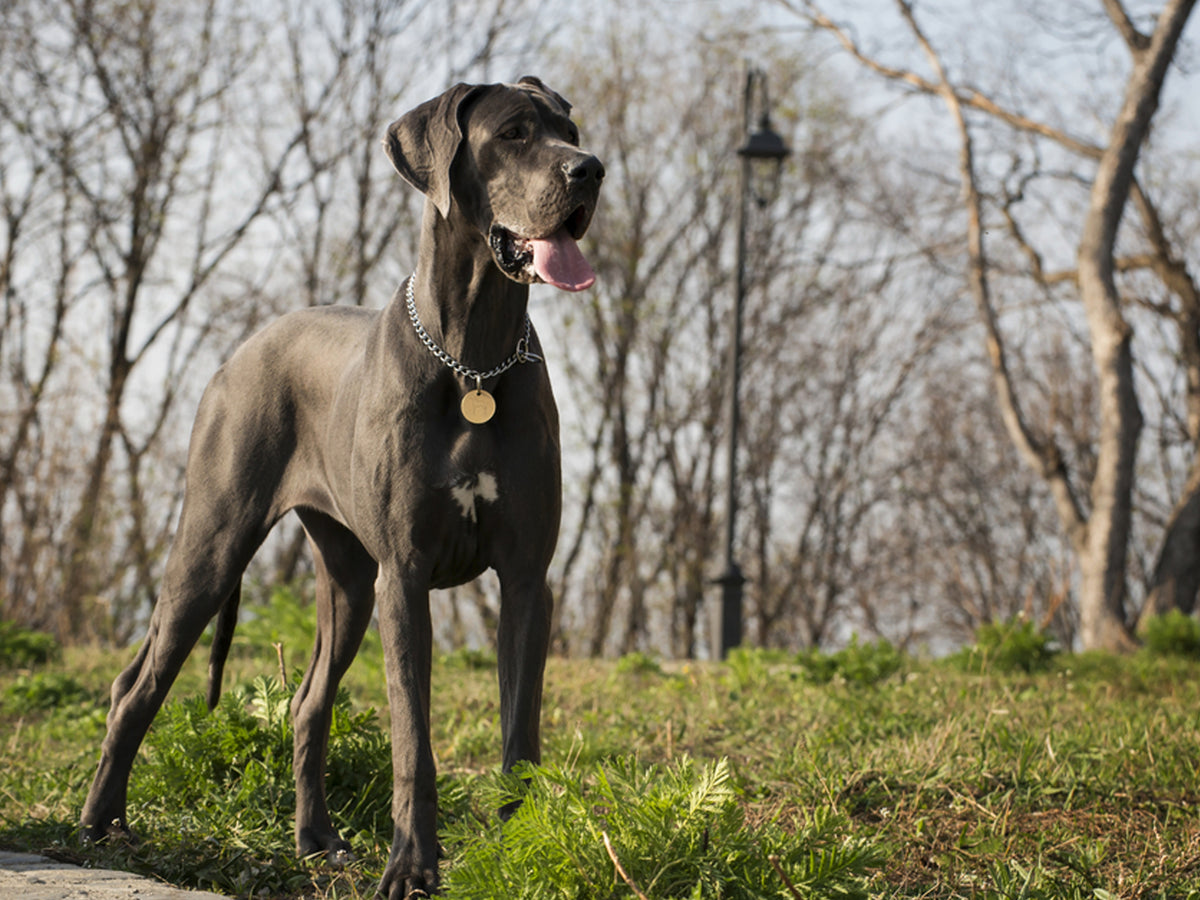 Outdoor Safety Tips for Your Great Dane