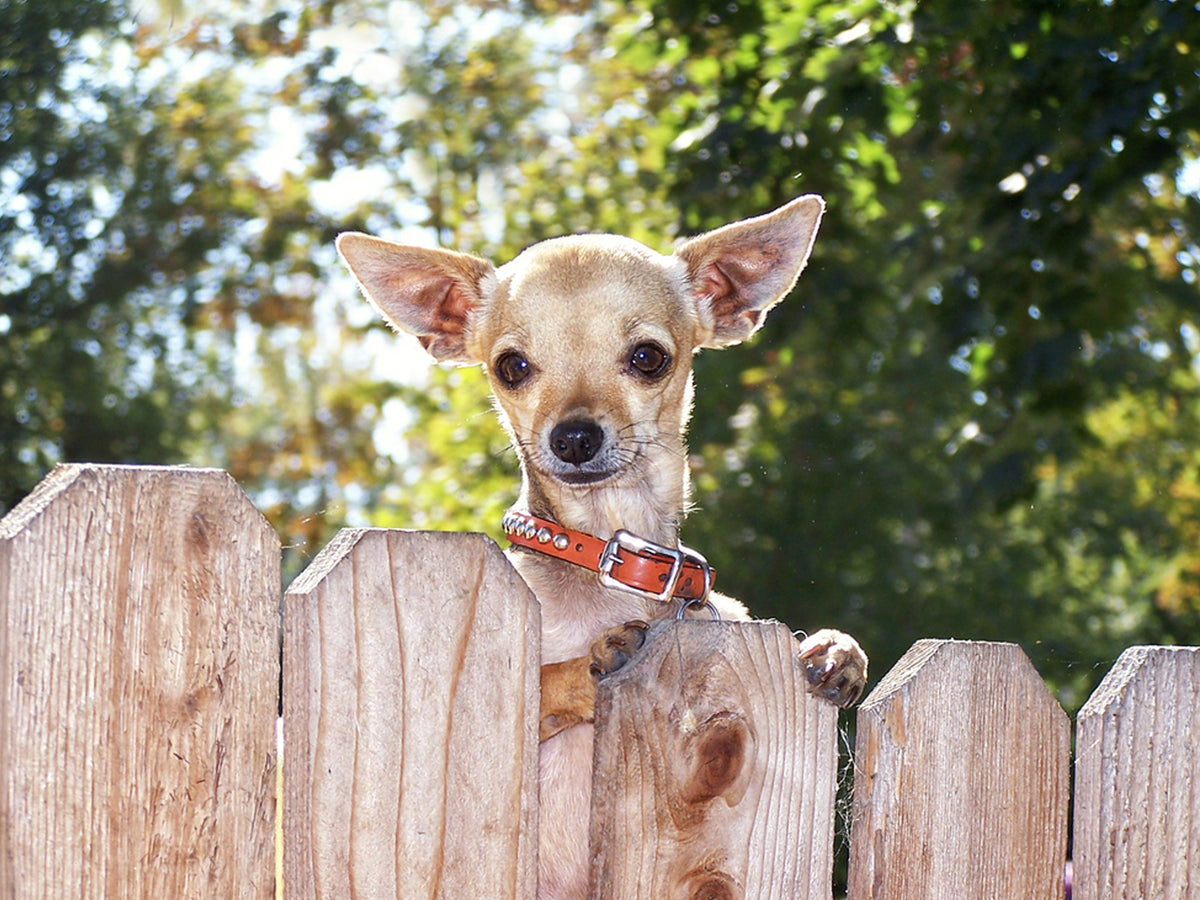 Tips On Crafting A Workable Dog Fence