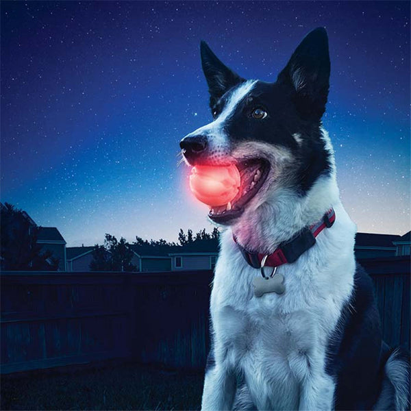 Glowing Bite Ball Toy